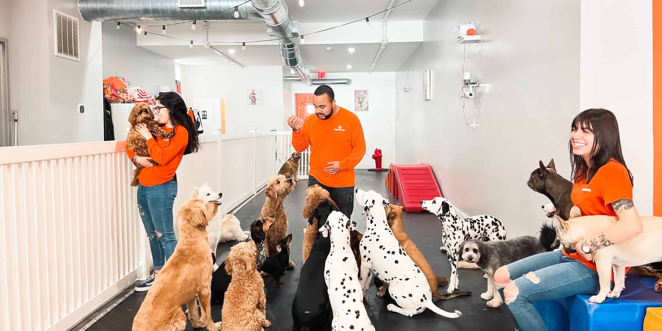 A Day in the Life of a Dog Daycare - klsentral.org