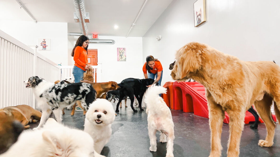 1 Dog Daycare & Training Center in NJ For Your Furry Friend